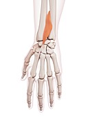 Human wrist muscles