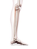Human leg muscles plantaris