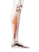 Human leg muscles