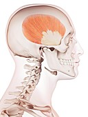 Human head muscles
