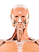 Human face and neck muscles