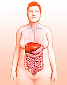 Female digestive system,illustration