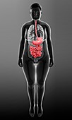 Female digestive system,illustration