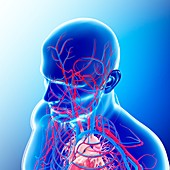 Male head and chest blood vessels