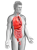 Male torso organs,illustration