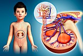 Child's kidney,illustration
