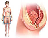 Female reproductive system,illustration