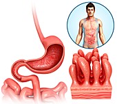 Stomach and duodenum,illustration