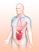 Male digestive system,illustration