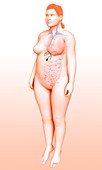 Female gallbladder,illustration