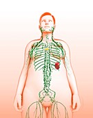 Female lymphatic system,illustration