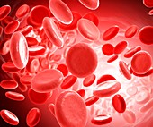 Red blood cells,illustration