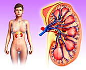Female kidney,illustration