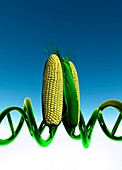 Sweet corn with DNA