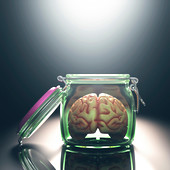 Human brain in glass jar with lid open