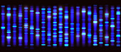 DNA sequencing,illustration