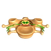 Human vertebral structure,illustration