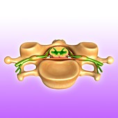 Human vertebral structure,illustration