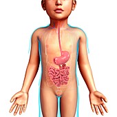 Child's digestive system,illustration