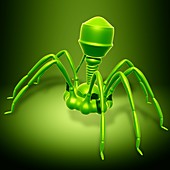 Bacteriophage T4 virus,illustration