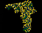 Computer graphic of a molecule of transfer-RNA