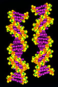 Computer art of DNA molecule (alpha & beta forms)