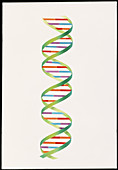 Artwork of the beta DNA molecule