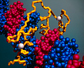 Protein binding to DNA