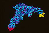 Serine Transfer RNA