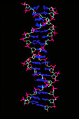 Model of DNA