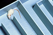 White laboratory rat in a maze