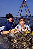 Oysters collected from the Chesapeake Bay