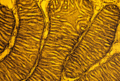 False-col TEM of mitochondria from hampster