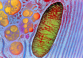 Coloured TEM of a mitochondrion