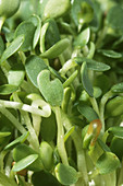 Clover sprouts