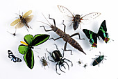 Various Arthropods