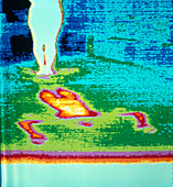 Thermogram of heat print on floor