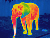 Thermogram of an elephant