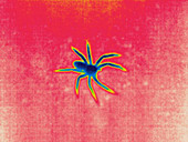 Thermogram of a spider