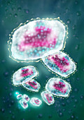 Illustration of the smallpox virus