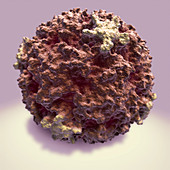 Rhinoviruses