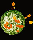 T2 bacteriophage viruses,TEM