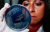 Technician examining colony of Salmonella bacteria