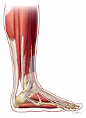 Foot and Ankle Anatomy,Lateral