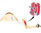 Artwork showing muscle movement mechanism in arm