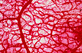 Blood vessels,macrophotograph