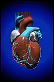 Computer artwork of a healthy human heart