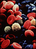 Blood cells