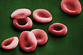 SEM of Red Blood Cells