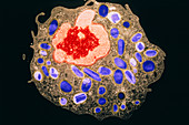 White blood cell,TEM